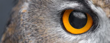 bases-concurso-airpods